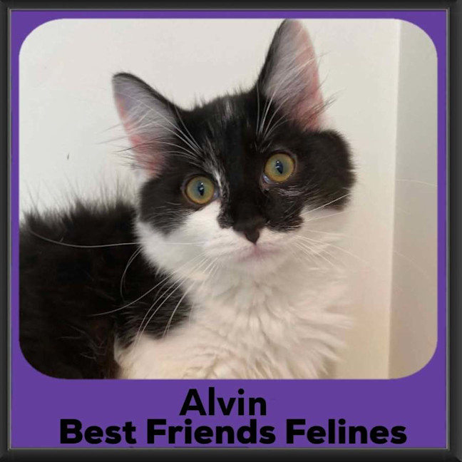Photo of Alvin