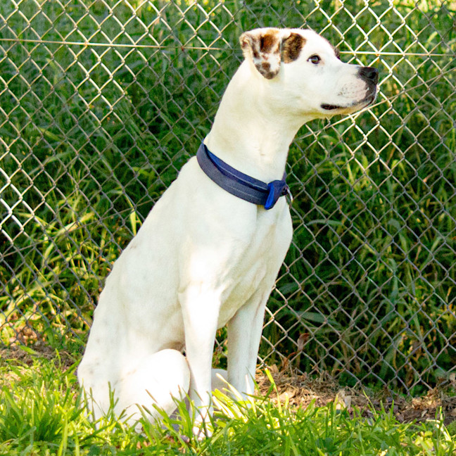 Photo of Patch