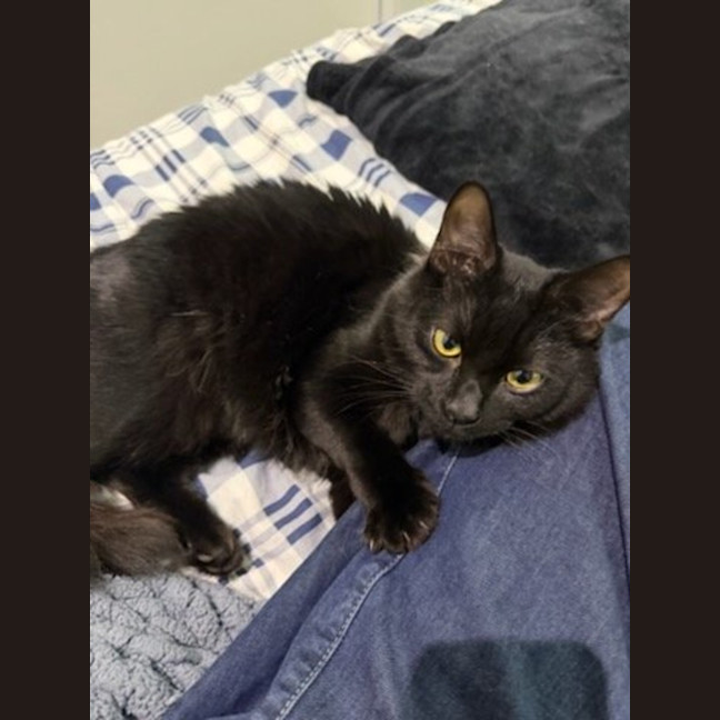 Photo of Spencer *9 Lives Project Rescue*