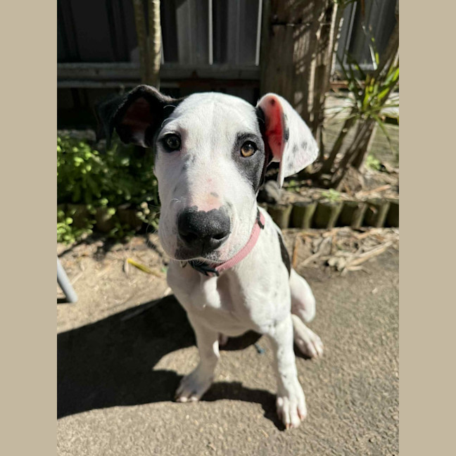 Photo of Winnie   4 Month Old Mixed Breed