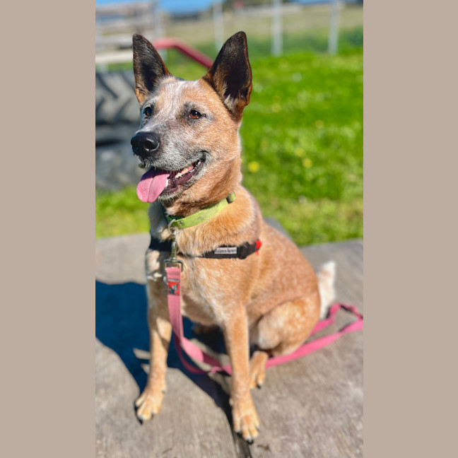 Photo of Rusty