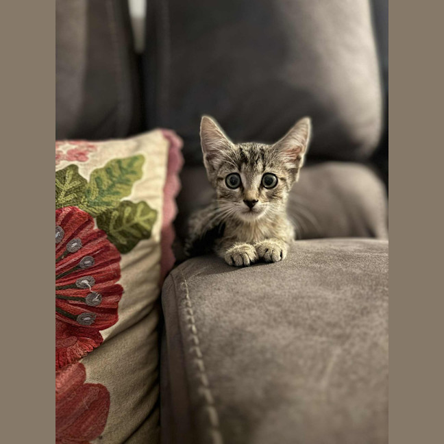 Photo of Lumy