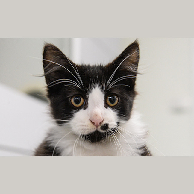 Photo of Simon