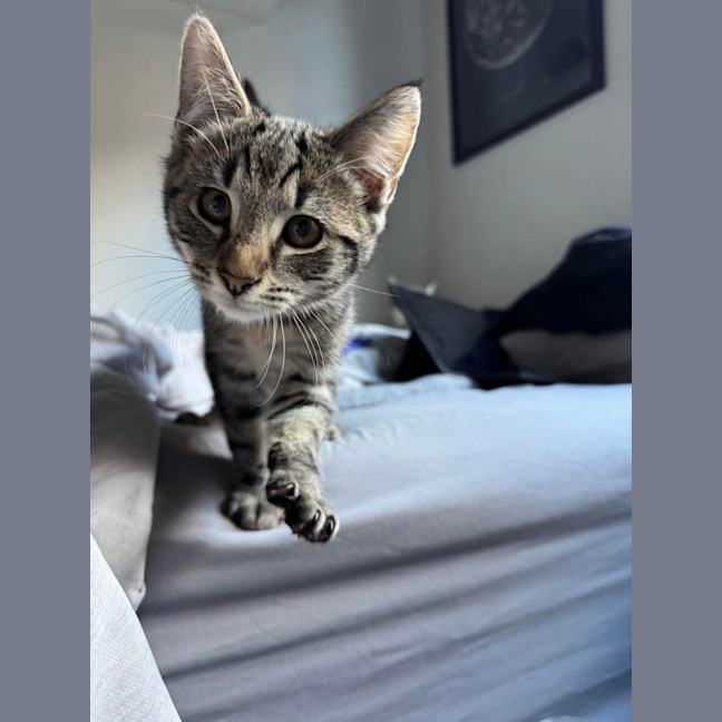 Photo of Bran Meet Me@Petstock Keysborough 