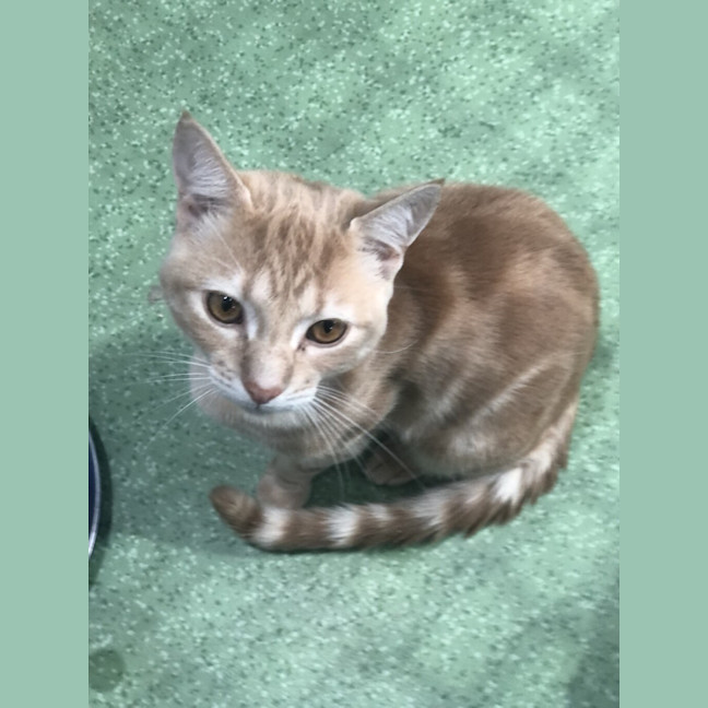 Photo of Sparkplug