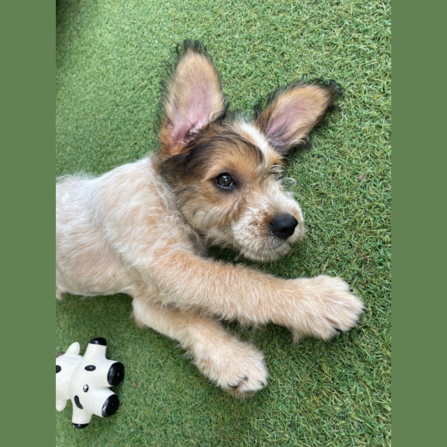 Photo of D1236 Sunny