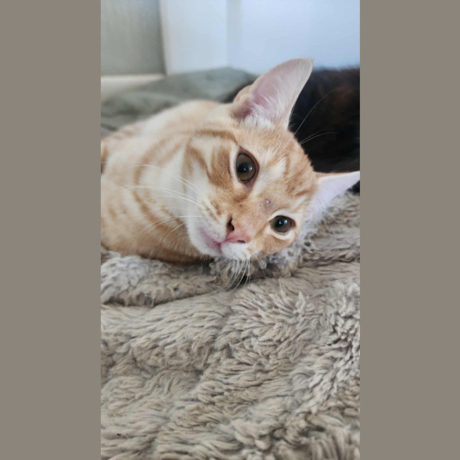 Photo of Henry   In Foster Care In Healesville