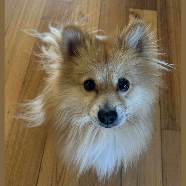 Photo of Teddy
