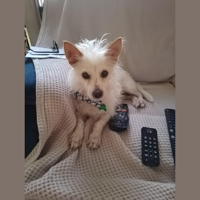 Photo of Penny