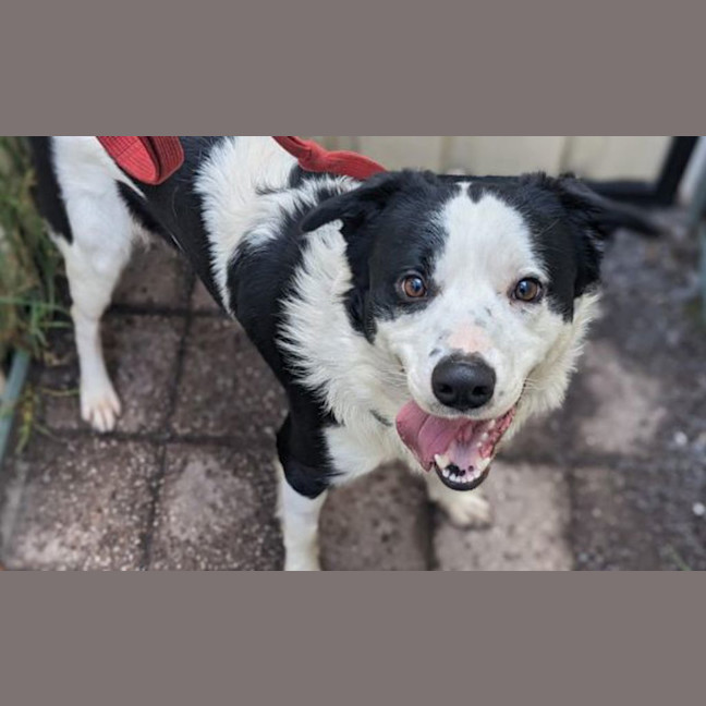 Photo of Ollie