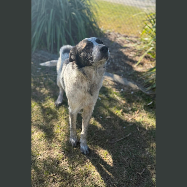 Photo of Dewey (8864)