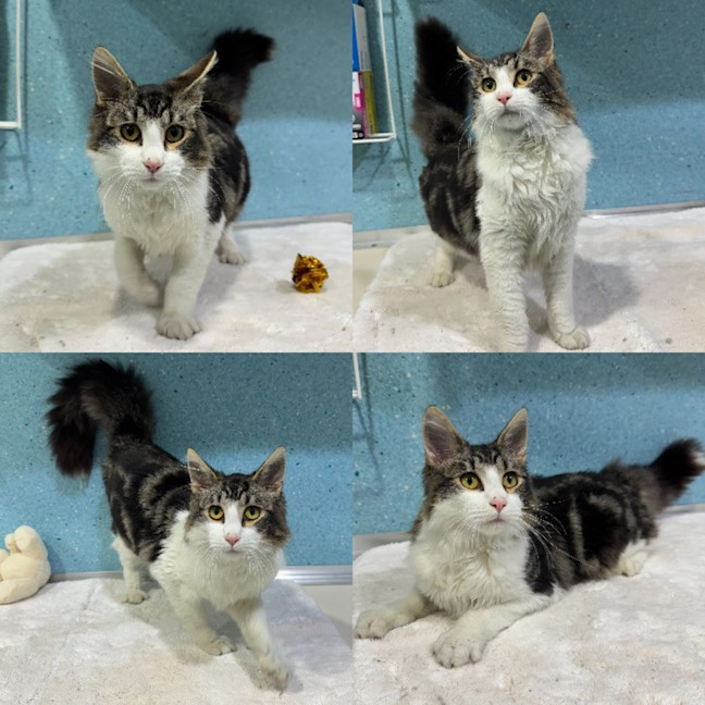 Photo of Twistie