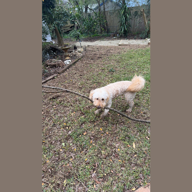 Photo of Chewy Clausen 