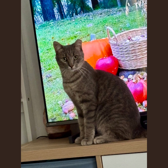 Photo of Blueberry