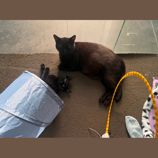 Photo of Mystique (With Panda)