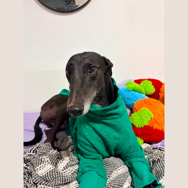 Photo of Sully