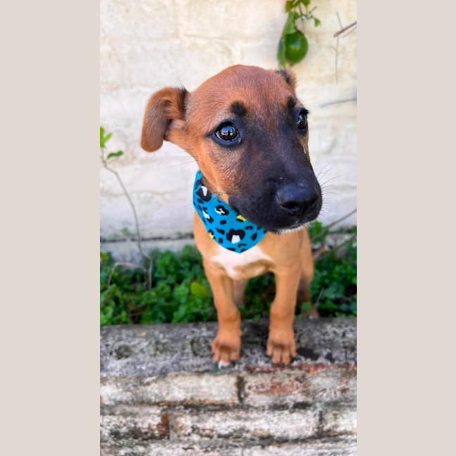 Photo of Tex