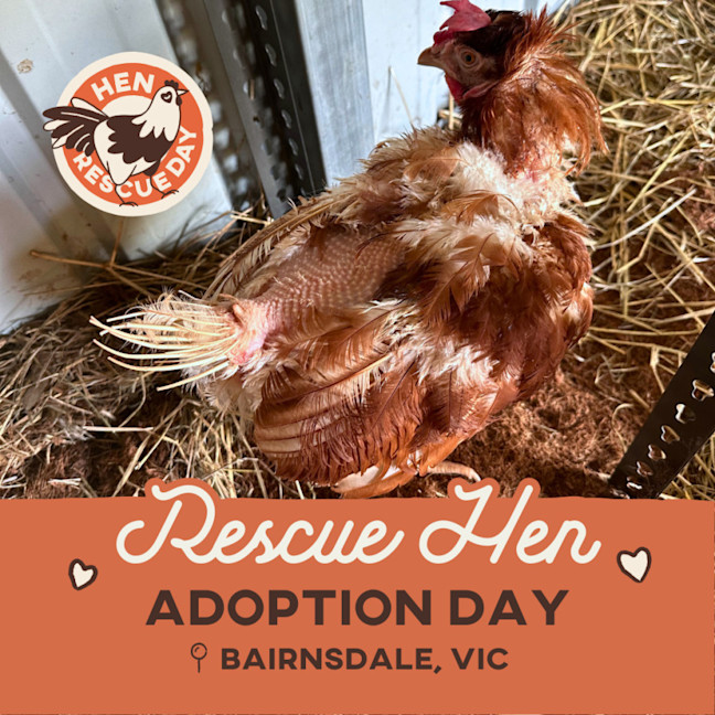 Photo of Rescue Hens