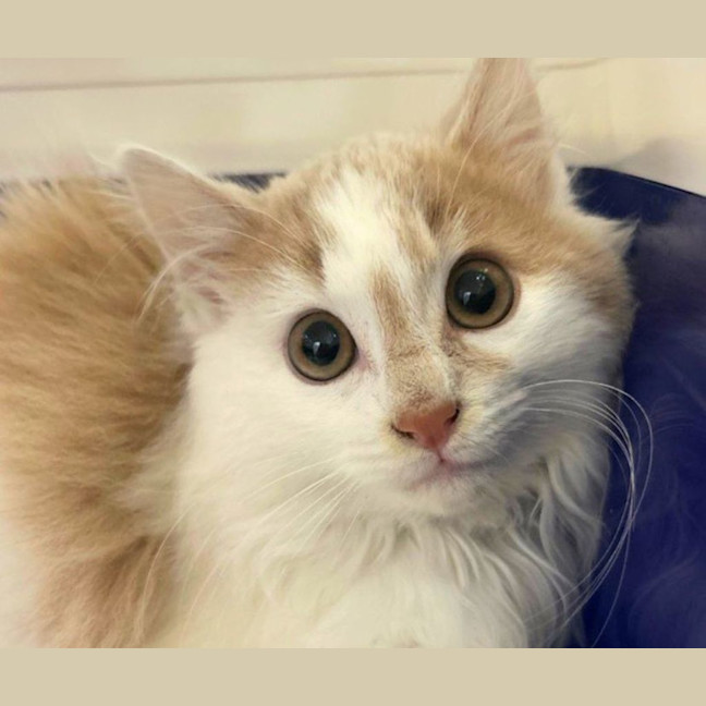 Photo of Lucky