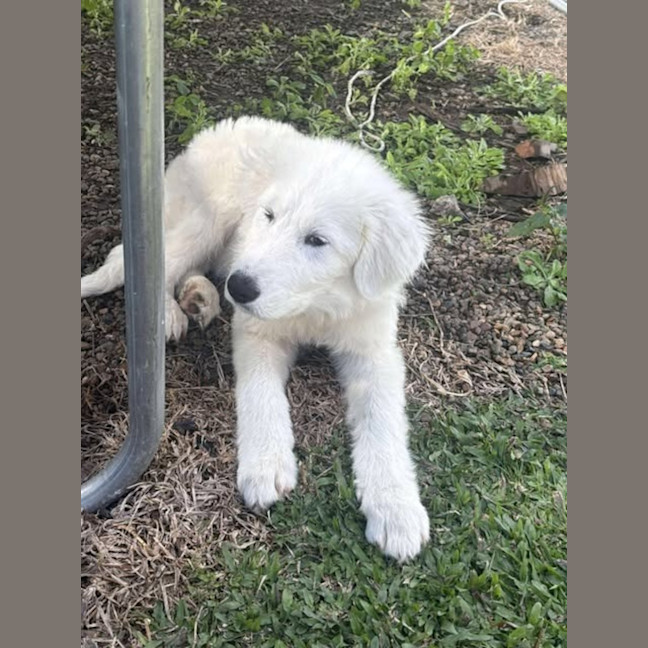 Photo of Axel
