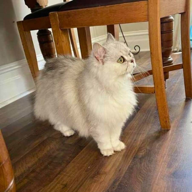 Photo of 🎀Priscilla🎀