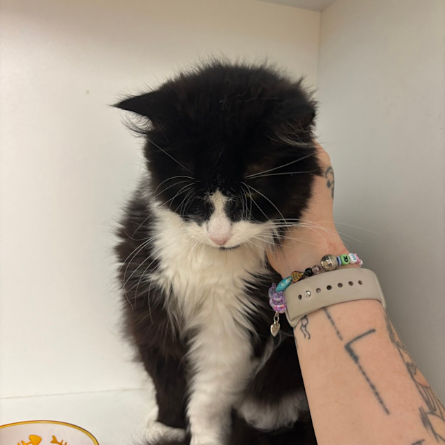 Photo of Pip