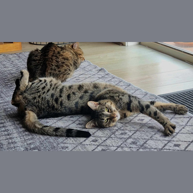 Photo of Tequila / Jaeger