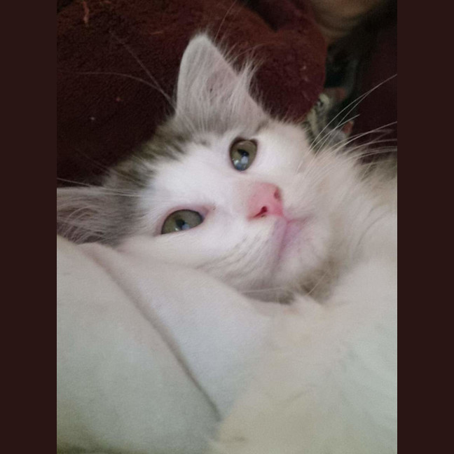 Photo of ❄️❄️blizzard❄️❄️