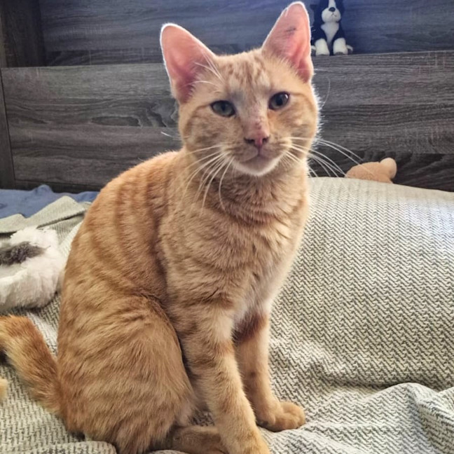 Photo of Alfie