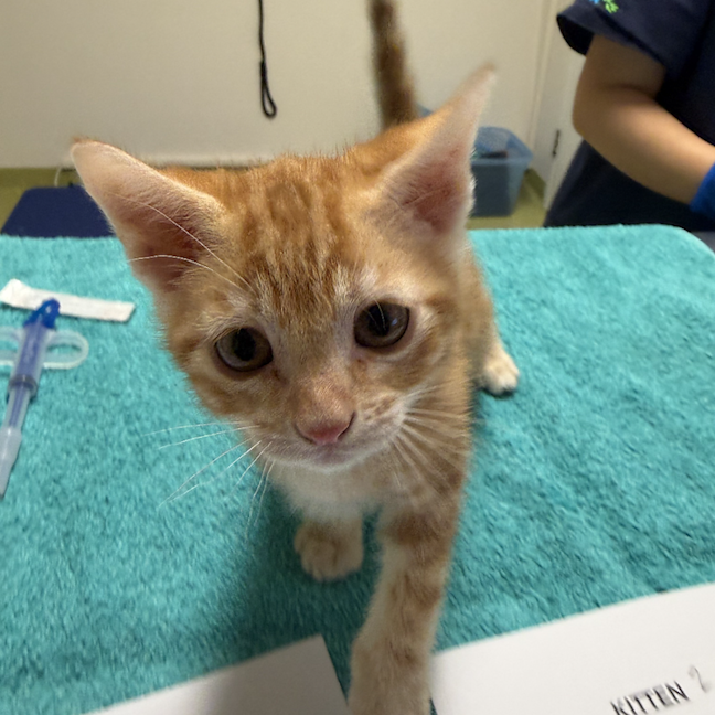 Photo of Tangerine