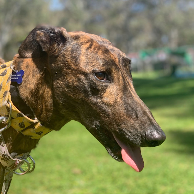 Photo of Maverick The Greyhound