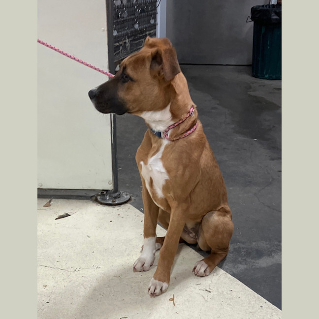 Photo of Rosie 