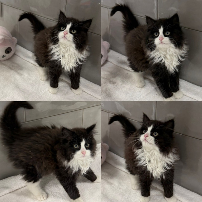 Photo of Monty