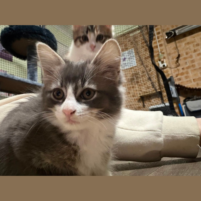 Photo of Bluebell 