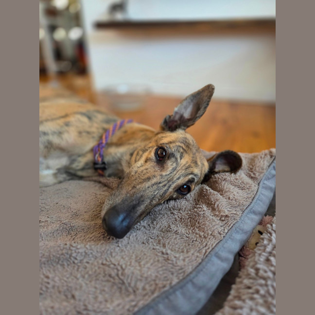 Photo of Jake, The Greyhound