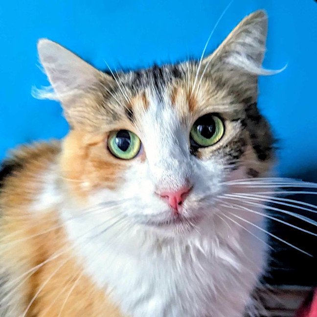 Photo of Belle