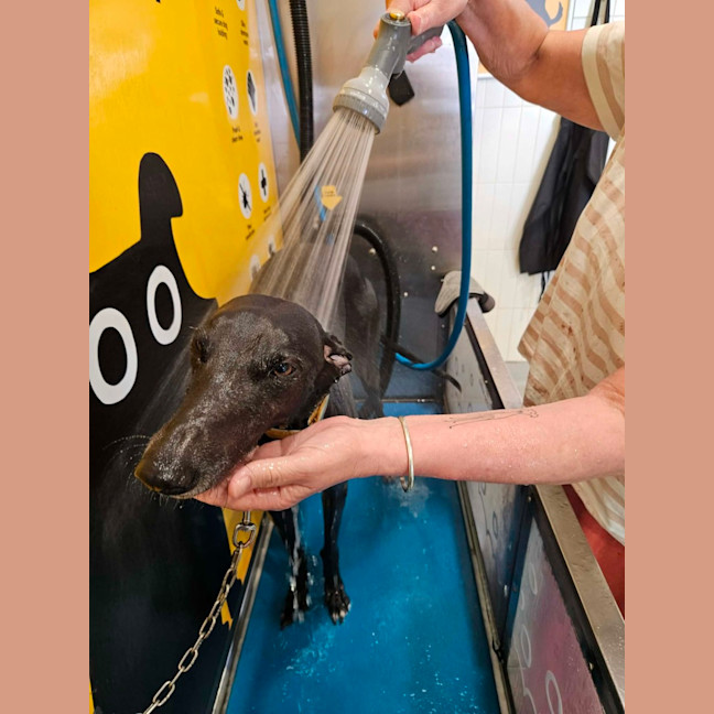 Photo of Zara, The Greyhound