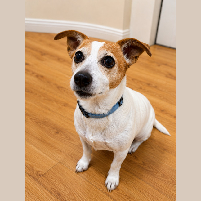 Photo of Roxy