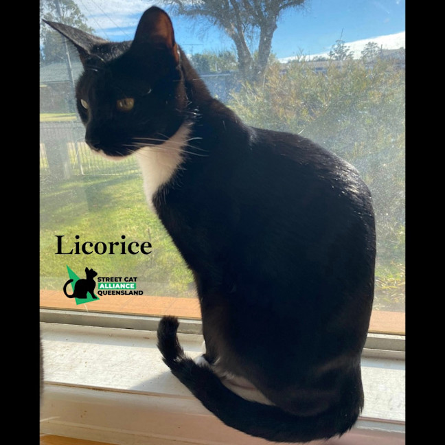 Photo of Licorice