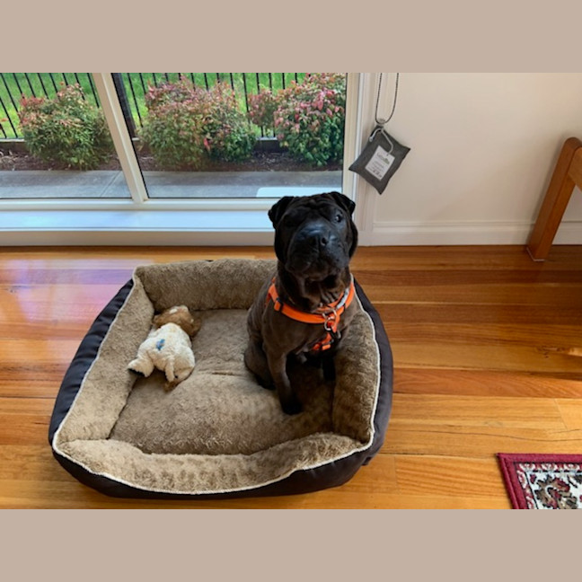 Photo of Diesel