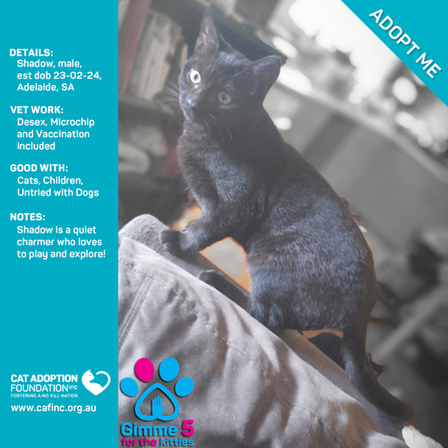 Photo of Shadow Just $50 Limited Time!