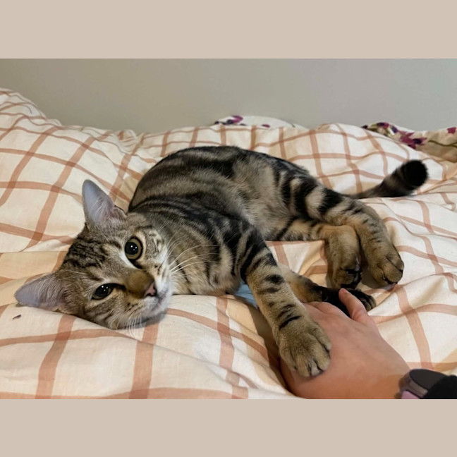 Photo of Gizmo