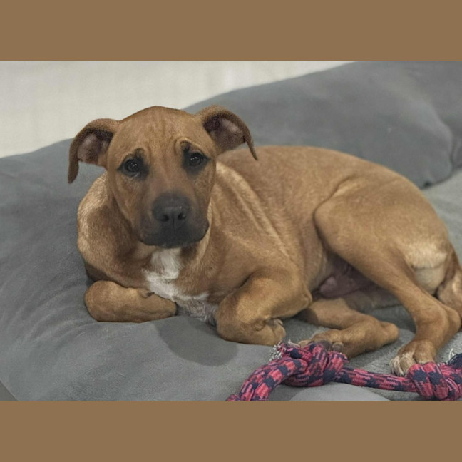 Photo of Maverick   4 Month Old Mastiff X