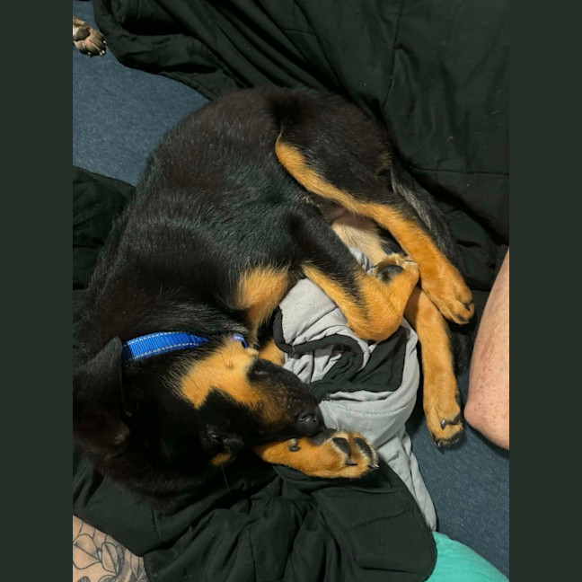 Photo of Skippy   4 Month Old Rottweiler X Shepherd