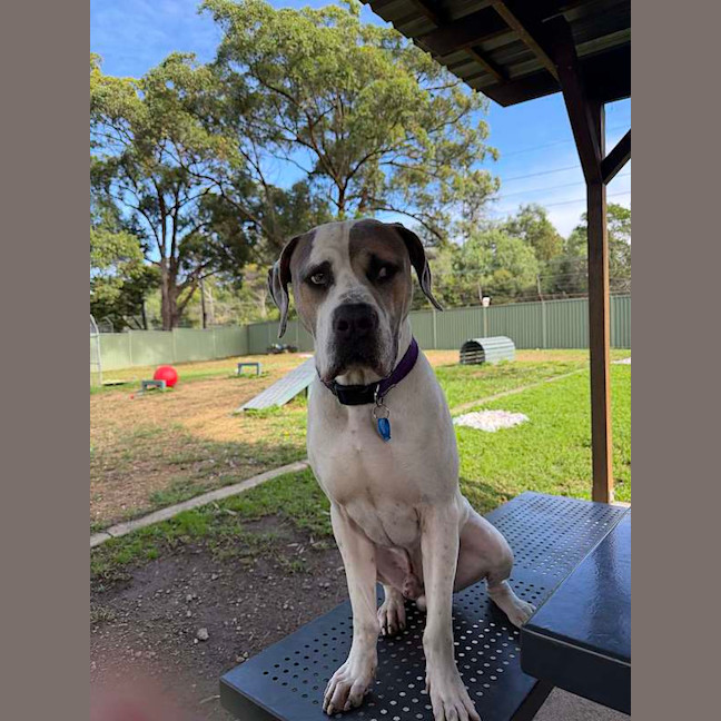 Photo of Snoop
