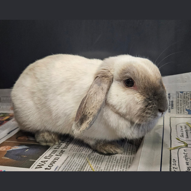 Photo of Wednesday
