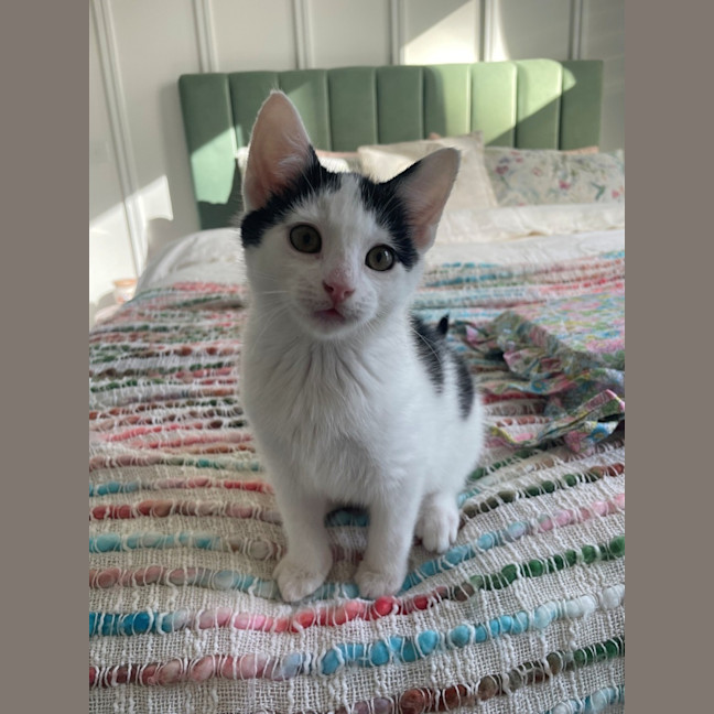 Photo of Possum