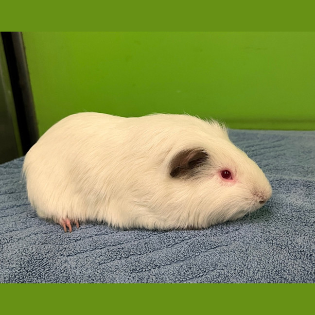 Photo of Cinnamon