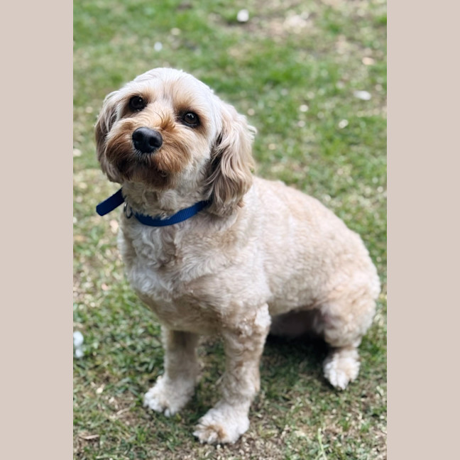 Photo of Bailey
