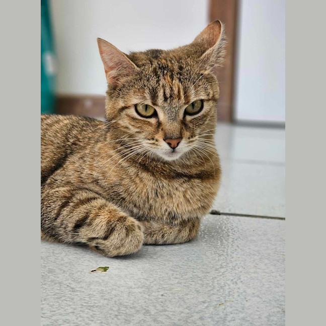 Photo of Willow